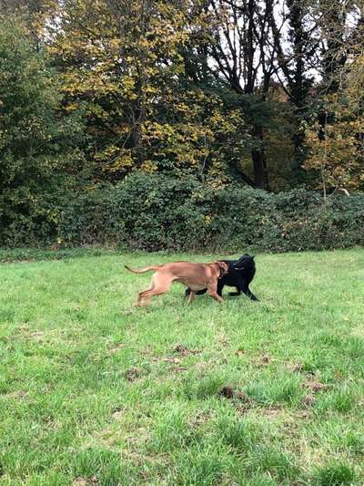 Rhodesian Ridgeback-Beitrag-Bild