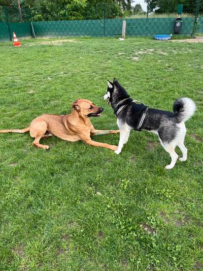 Rhodesian Ridgeback-Beitrag-Bild