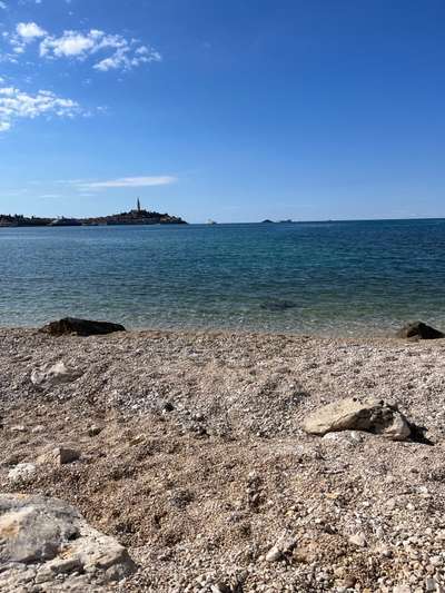 Rhodesian Ridgeback-Beitrag-Bild