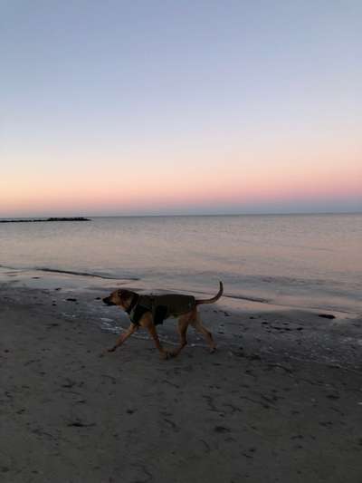 Rhodesian Ridgeback-Beitrag-Bild