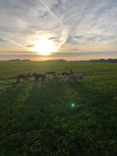 Rhodesian Ridgeback-Beitrag-Bild