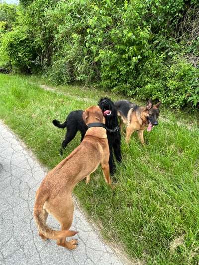 Rhodesian Ridgeback-Beitrag-Bild