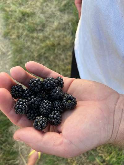 Rhodesian Ridgeback-Beitrag-Bild