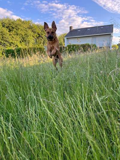 Rhodesian Ridgeback-Beitrag-Bild