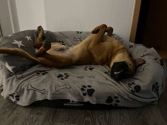 Rhodesian Ridgeback-Beitrag-Bild