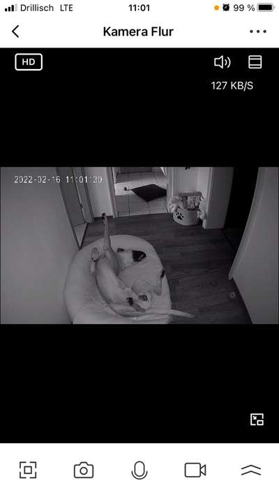 Rhodesian Ridgeback-Beitrag-Bild