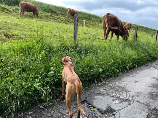 Rhodesian Ridgeback-Beitrag-Bild