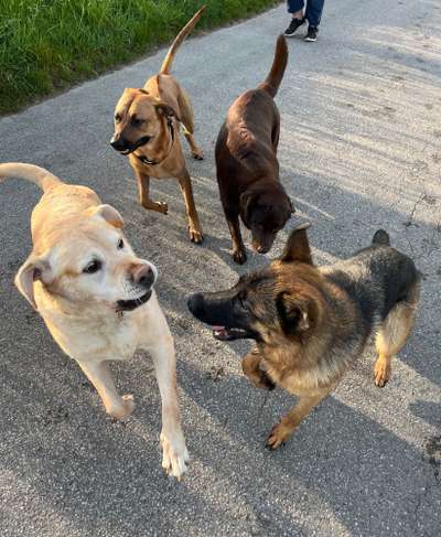 Rhodesian Ridgeback-Beitrag-Bild