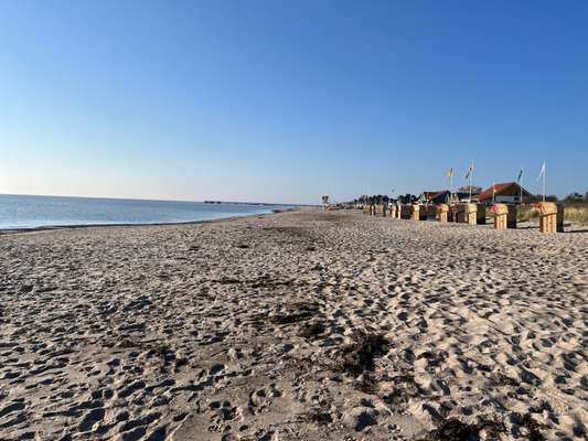 Rhodesian Ridgeback-Beitrag-Bild