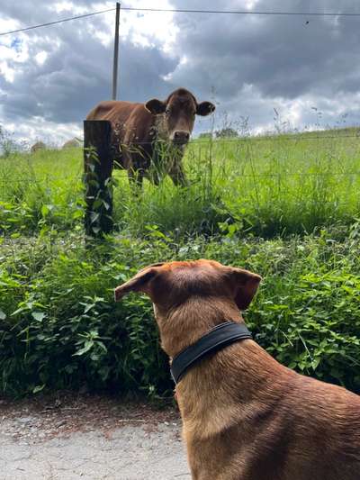 Rhodesian Ridgeback-Beitrag-Bild