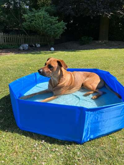 Rhodesian Ridgeback-Beitrag-Bild