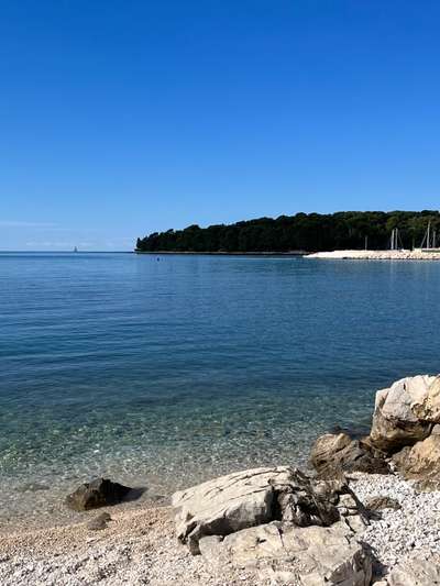 Rhodesian Ridgeback-Beitrag-Bild