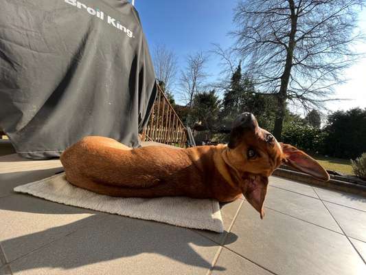 Rhodesian Ridgeback-Beitrag-Bild