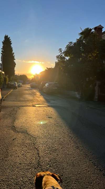 Rhodesian Ridgeback-Beitrag-Bild