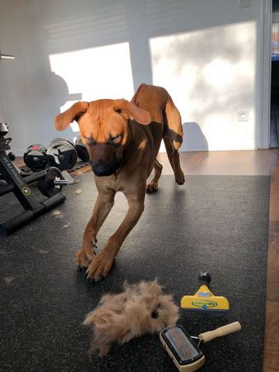 Rhodesian Ridgeback-Beitrag-Bild