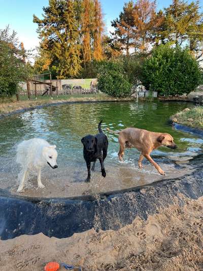 Rhodesian Ridgeback-Beitrag-Bild