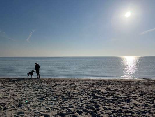 Rhodesian Ridgeback-Beitrag-Bild