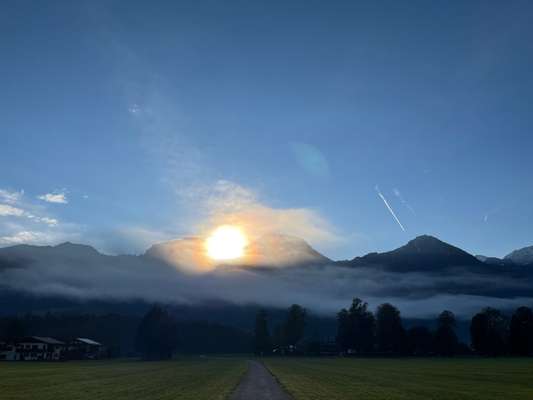 Rhodesian Ridgeback-Beitrag-Bild