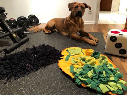 Rhodesian Ridgeback-Beitrag-Bild