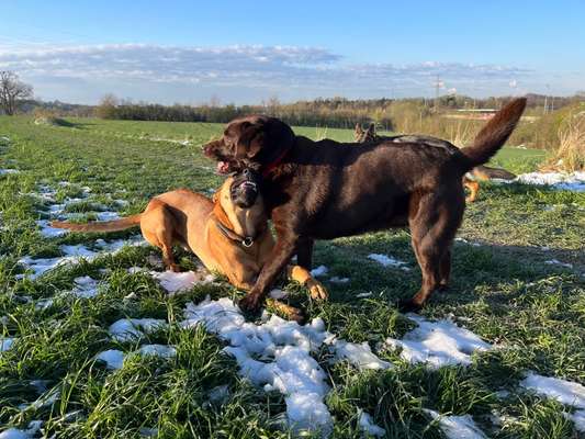 Rhodesian Ridgeback-Beitrag-Bild