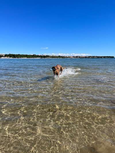 Rhodesian Ridgeback-Beitrag-Bild