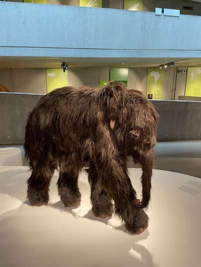 Rhodesian Ridgeback-Beitrag-Bild