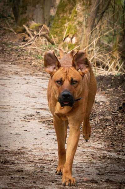 Rhodesian Ridgeback-Beitrag-Bild