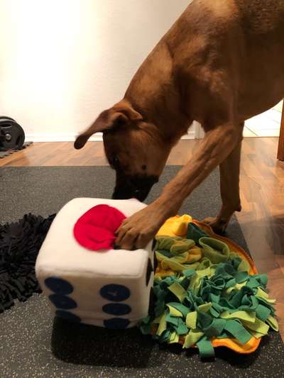 Rhodesian Ridgeback-Beitrag-Bild