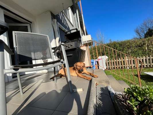 Rhodesian Ridgeback-Beitrag-Bild