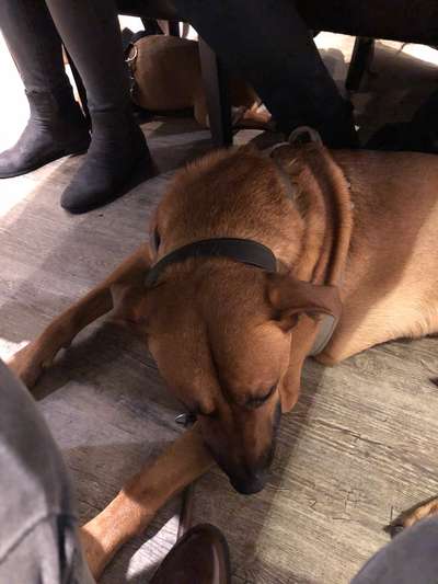 Rhodesian Ridgeback-Beitrag-Bild