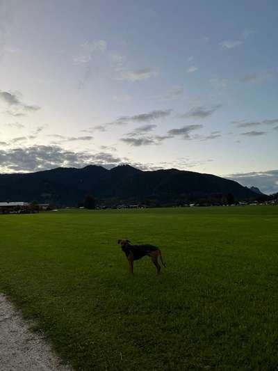 Rhodesian Ridgeback-Beitrag-Bild