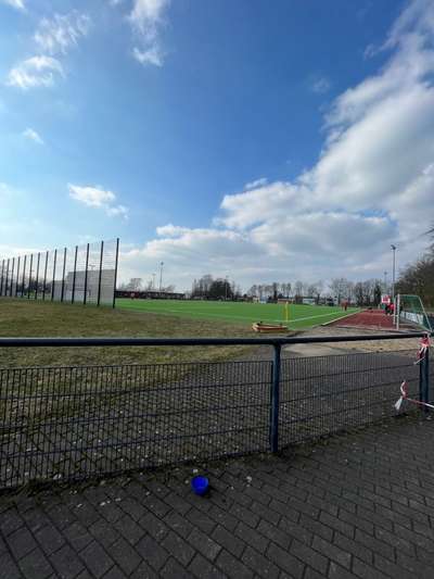 Rhodesian Ridgeback-Beitrag-Bild