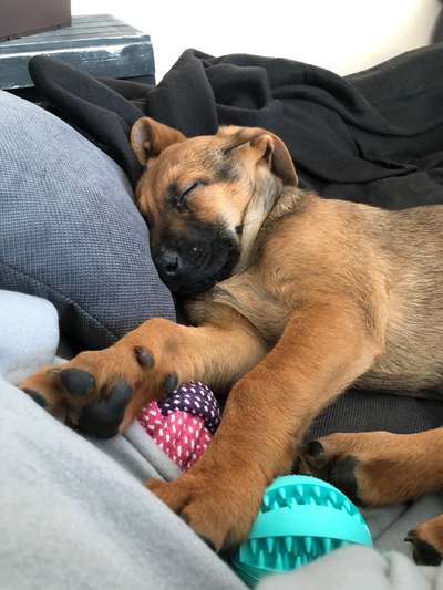 Rhodesian Ridgeback-Beitrag-Bild