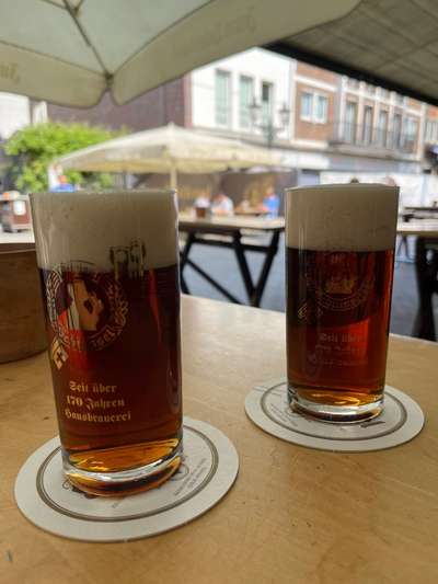 Rhodesian Ridgeback-Beitrag-Bild