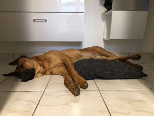 Rhodesian Ridgeback-Beitrag-Bild