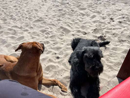 Rhodesian Ridgeback-Beitrag-Bild