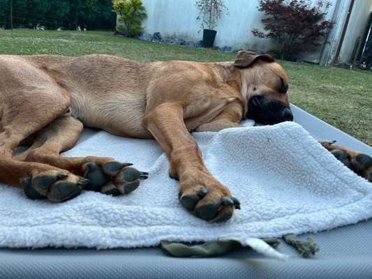 Rhodesian Ridgeback-Beitrag-Bild