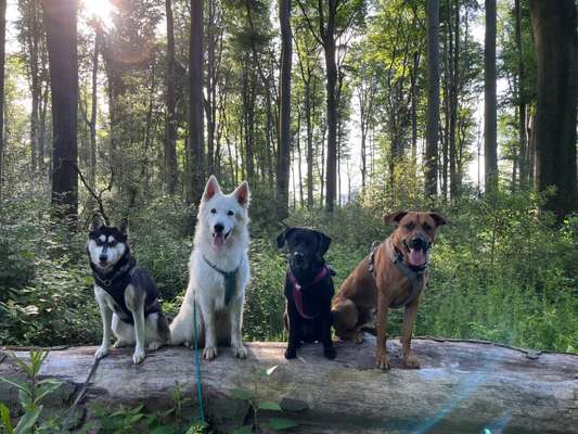 Rhodesian Ridgeback-Beitrag-Bild