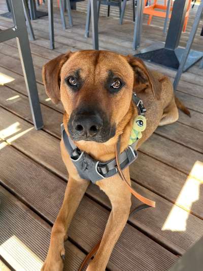 Rhodesian Ridgeback-Beitrag-Bild