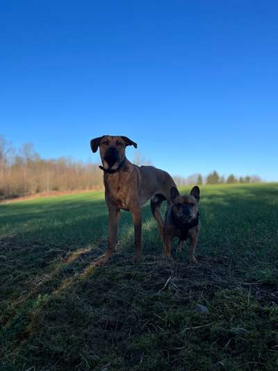 Rhodesian Ridgeback-Beitrag-Bild