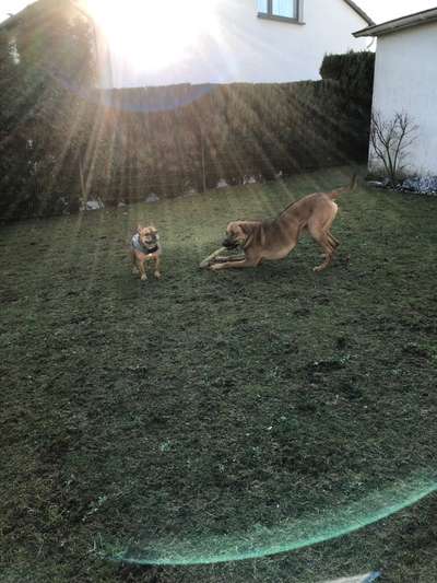 Rhodesian Ridgeback-Beitrag-Bild