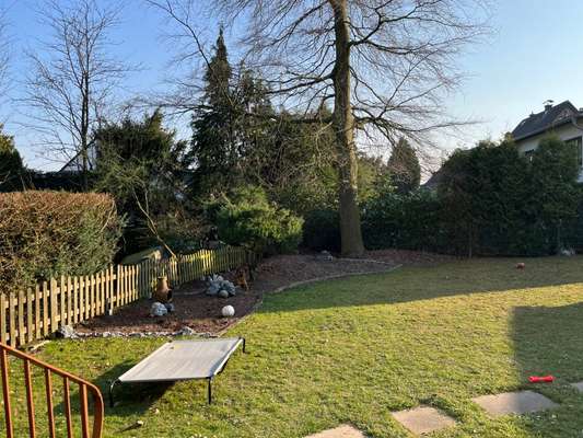 Rhodesian Ridgeback-Beitrag-Bild