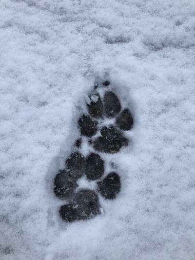 Rhodesian Ridgeback-Beitrag-Bild