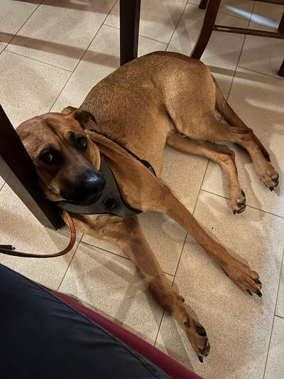 Rhodesian Ridgeback-Beitrag-Bild