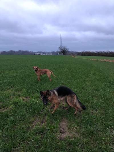 Rhodesian Ridgeback-Beitrag-Bild