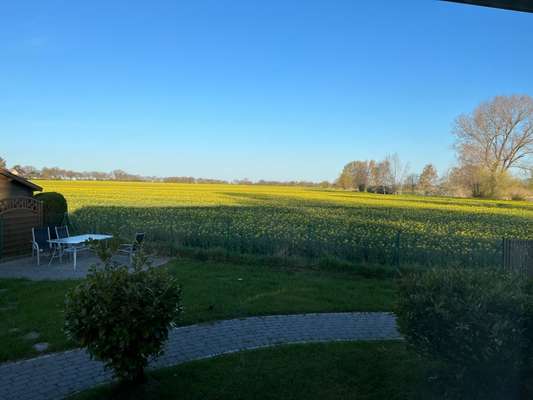 Rhodesian Ridgeback-Beitrag-Bild