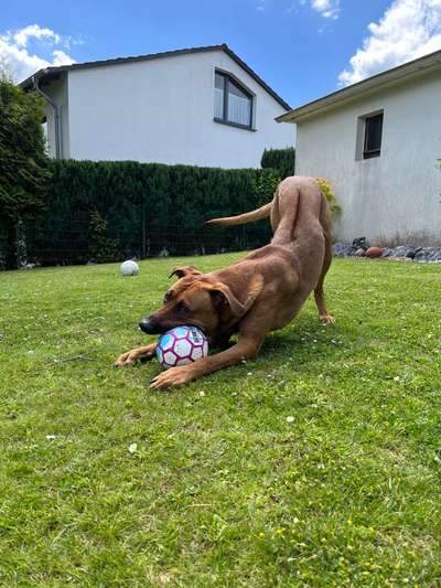 Rhodesian Ridgeback-Beitrag-Bild