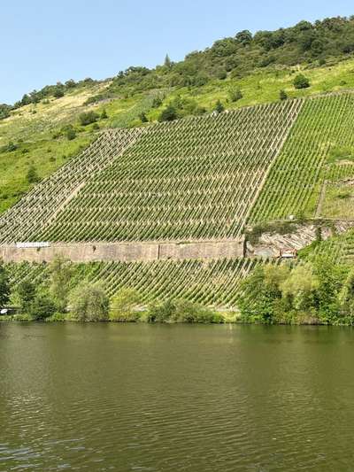 Rhodesian Ridgeback-Beitrag-Bild