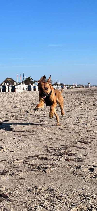 Rhodesian Ridgeback-Beitrag-Bild