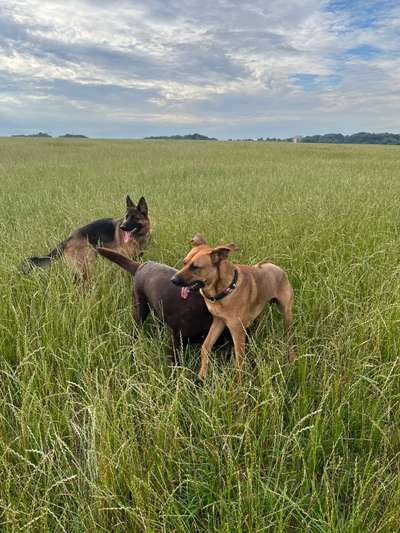 Rhodesian Ridgeback-Beitrag-Bild